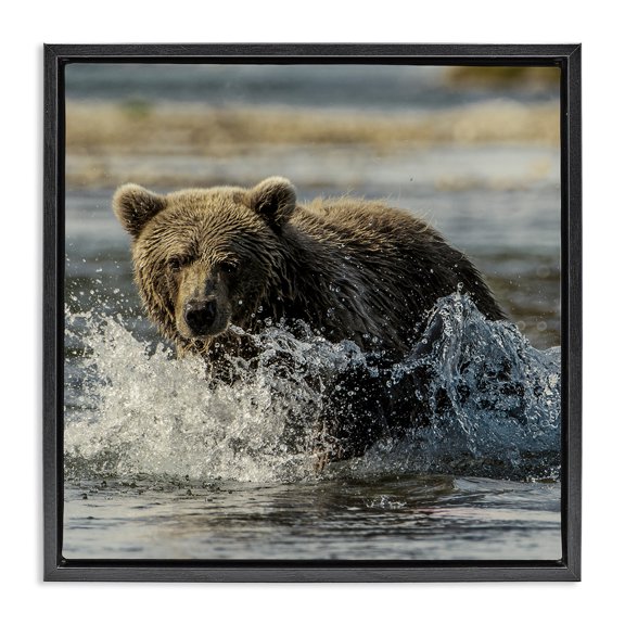 Stupell Industries Bear Splashing in River Animals Photography Black Floater Framed Canvas Art Print Wall Art, 18 x 18