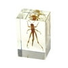 Ed Speldy East PW101 Real Bug Paperweight Regular-small-Locust
