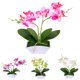 thumbnail image 1 of Gwong Decoración hogareña 1pc artificial seda mariposa orquídea flor ramo de boda casa floral decoración floral Gwong 21025065, 1 of 7