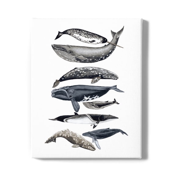 Whale Display Ii. Wrapped Canvas -Naomi McCavitt Designs,