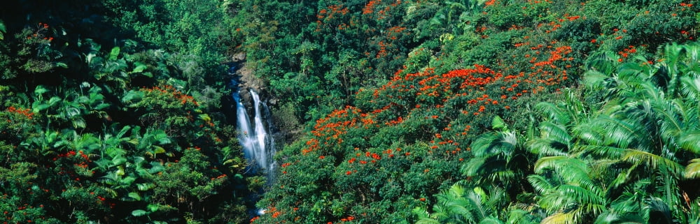 Tropical Waterfall