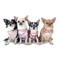 thumbnail image 2 of Chihuahuas and Collar Wall Mural by Wallmonkeys Peel and Stick Graphic (18 in W x 11 in H) WM293343, 2 of 4