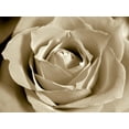 thumbnail image 2 of White Sepia Rose Wall Mural by Wallmonkeys Peel and Stick Graphic (36 in W x 27 in H) WM264865, 2 of 4