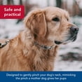 thumbnail image 3 of Collar de adiestramiento para perros Herm Sprenger Ultra-Plus con puntas cromadas, 3 of 9