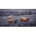 thumbnail image 2 of Frank, Assaf 18x11 Gold Ornate Wood Framed with Double Matting Museum Art Print Titled - Highland Cows, FTBR-1913, 2 of 4