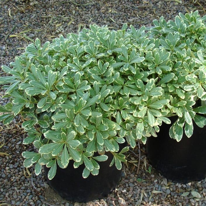 Pittosporum Variegated I 3 Large Gallon Size Plants I Pittosporum Tobria Variegatum I Live Striking Two-Tone Foliage for All-Year Visual Interest, Ideal for Hedges, Borders