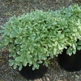 thumbnail image 3 of Pittosporum Variegated I 1 Large Gallon Size Plant I Pittosporum Tobria Variegatum I Live Striking Two-Tone Foliage for All-Year Visual Interest, Ideal for Hedges, Borders, 3 of 6