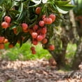thumbnail image 3 of Gardenera Labs Premium Lychee Potting Soil Mix - Perfect Balance of Nutrients, Drainage, and Aeration for Thriving Lychee Trees - 1 Quart, 3 of 3