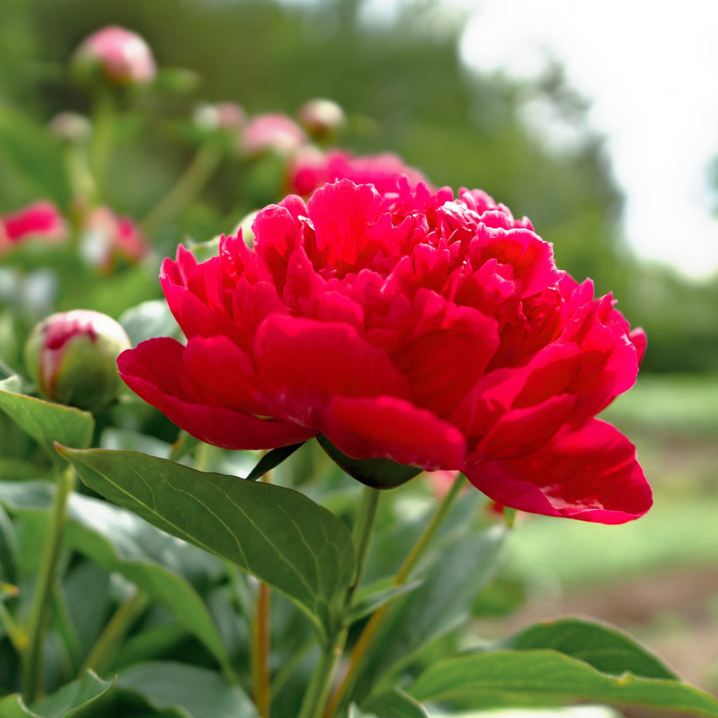 National Plant Network Peony Bulbs Red Blooming (3-Pack)