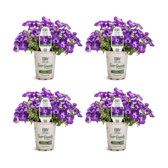 Proven Winners 4" Purple Supertunia Blue Tiara Petunia Live Plant in 4.25" Pot (4 Count)