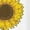 WHITE, variant on Instant Message - Sunshine Flower Short Sleeve Graphic T-Shirt