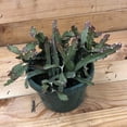 thumbnail image 2 of Lepismium Cruciforme, 6" Plant, 2 of 2