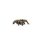 thumbnail image 3 of Figura animal Schleich Wild Life Tarántula de 3 a 8 años, 3 of 5