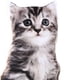 thumbnail image 5 of Almohada de gato en 3D, animales de peluche, juguete de peluche, muñeco abrazable lavable, almohada para sofá, recuerdo de fiesta, regalos de, 5 of 6