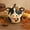 Cow-1pc, variant on Farm Animal Chicken Pumpkin Figurine, 4-Inch Playful Hen Resin Statue, Autumn Fall Thanksgiving Halloween Farmhouse Table Centerpiece Decor
