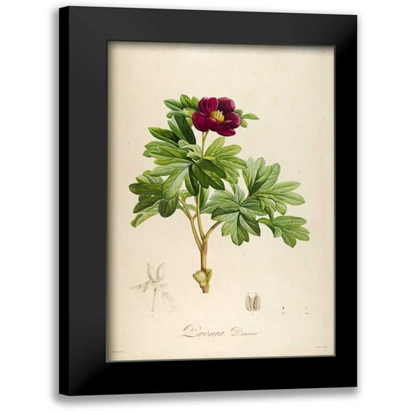 Carlson, Tina 10x14 Black Modern Framed Museum Art Print Titled - Vintage Botanical 186