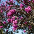 thumbnail image 4 of Expert Gardener 3-4 ft tall Thunderstruck Lavender Skies Crape Myrtle Live Tree in 7-Gallon Grower Pot, 4 of 6