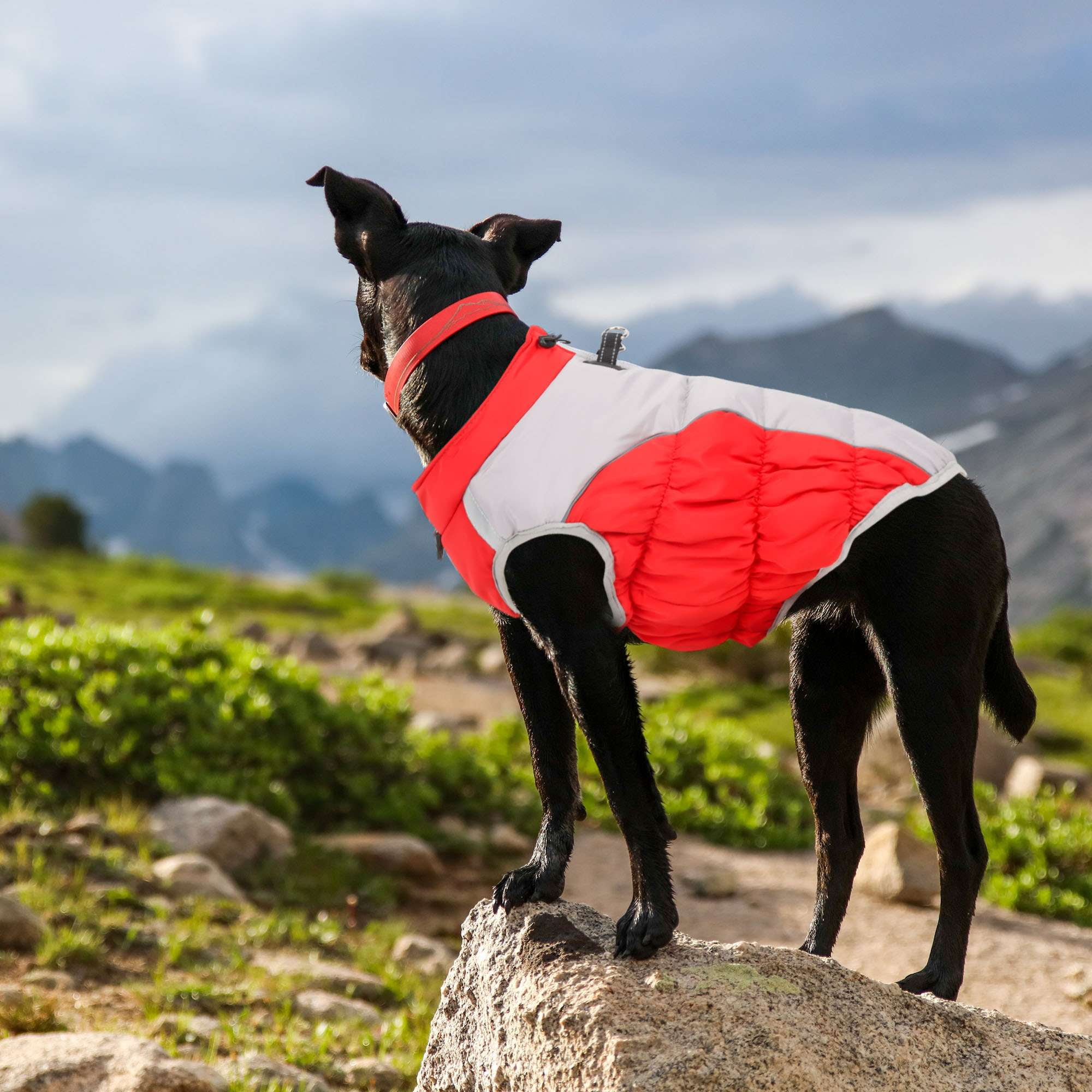 BadPiggies Warm Dog Winter Coat Reflective Dog Jacket Waterproof Cold Weather Pet Vest for Medium Large Dogs XL-6XL