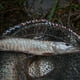 thumbnail image 2 of Red de pesca en jaula plegable para langosta, cangrejo, camarón, trampa para peces (25cm) YUNYI BRAND  Deportes, 2 of 8