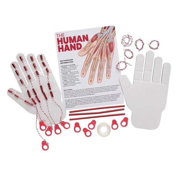 Fun Express STEM Activities Human Hand - Makes 12