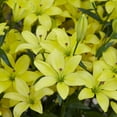 thumbnail image 2 of Van Zyverden Lily Yellow Cocotte Set of 7 Bulbs Yellow Partial Sun Perennial Deer Resistant 1 lb, 2 of 8