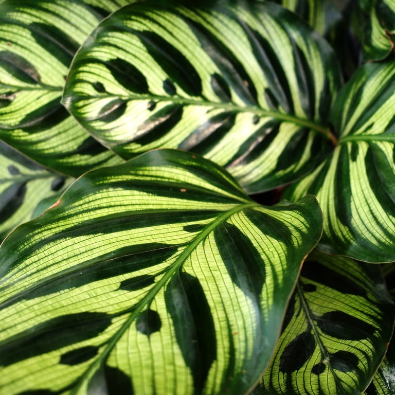 Element BY Altman Plants 4 Pack OF 4.25 inch Calathea Prayer Plants Live House Plants Kit, Calathea Plant Live Indoor Plants Live Houseplants, Live