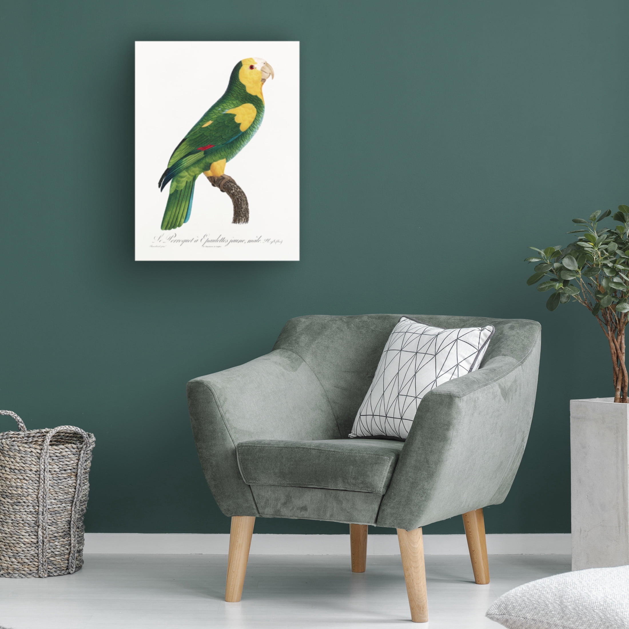 Trademark Fine Art Francois Levaillant  Levaillant Parrot III Canvas Wall Art