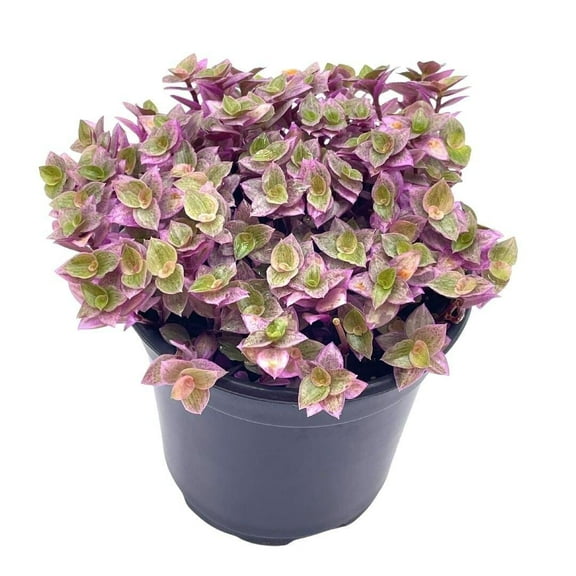 Callisia repens Pink Panther, Turtle Vine in a 4 inch Pot, Very Filled