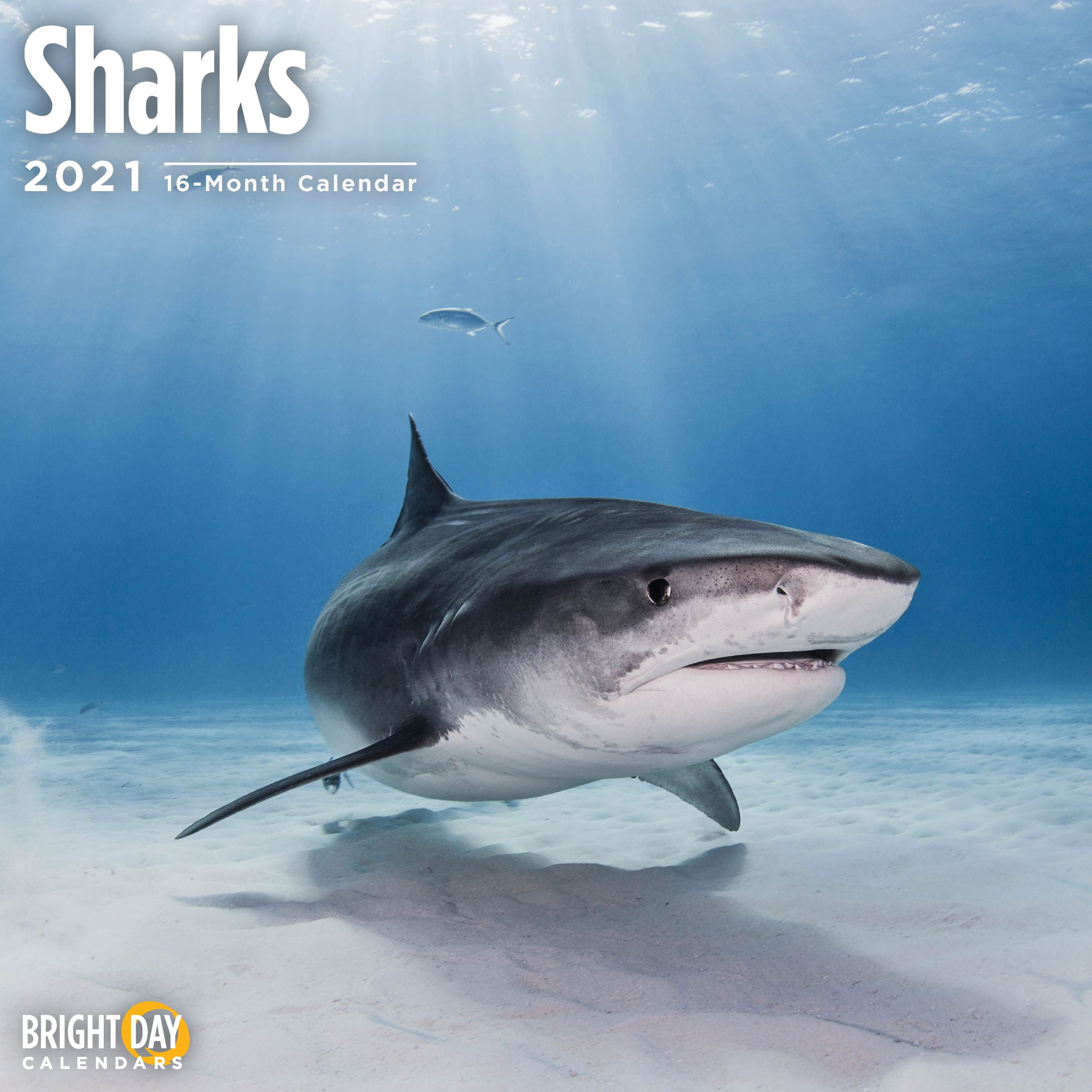 2021 Sharks Wall Calendar