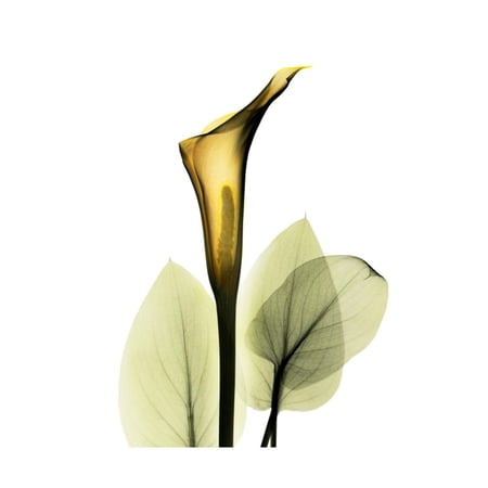 Art.com Golden Calla Lily 1 Art Print by Albert Koetsier, 16" x 16"