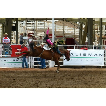 Canvas Print Saddle Competition Horse Stampede Calgary Stretched Canvas 10 x (Best Competition Mix For Horses)