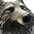 thumbnail image 3 of Animal Tête Mur Sculpture Ornement Résine Statue Main Courbée Sculpture en Résine Pendaison Art Décor Loup, 3 of 6