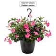 thumbnail image 1 of Rio #1.5G Dipladenia Hanging Basket Flowering Annual, Assorted Colours, 1 of 2