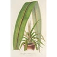 thumbnail image 3 of Charles Antoine Lemaire 17x24 Black Modern Framed Museum Art Print Titled - Cordyline Undivided (1854-1896), 3 of 5