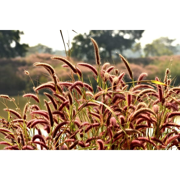 Seedville 25 Red Jewel Millet/ Setaria Italica Flower Seed