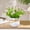 Purple-Free Size/PP, variant on Artificial Floral Potted Plant Decor Realistic Petal Leaf Texture Zero Upkeep Small Space Saving Outline Ornament for Living Room Dining Table Office Workstation Holiday Souvenir Home Interior Decor