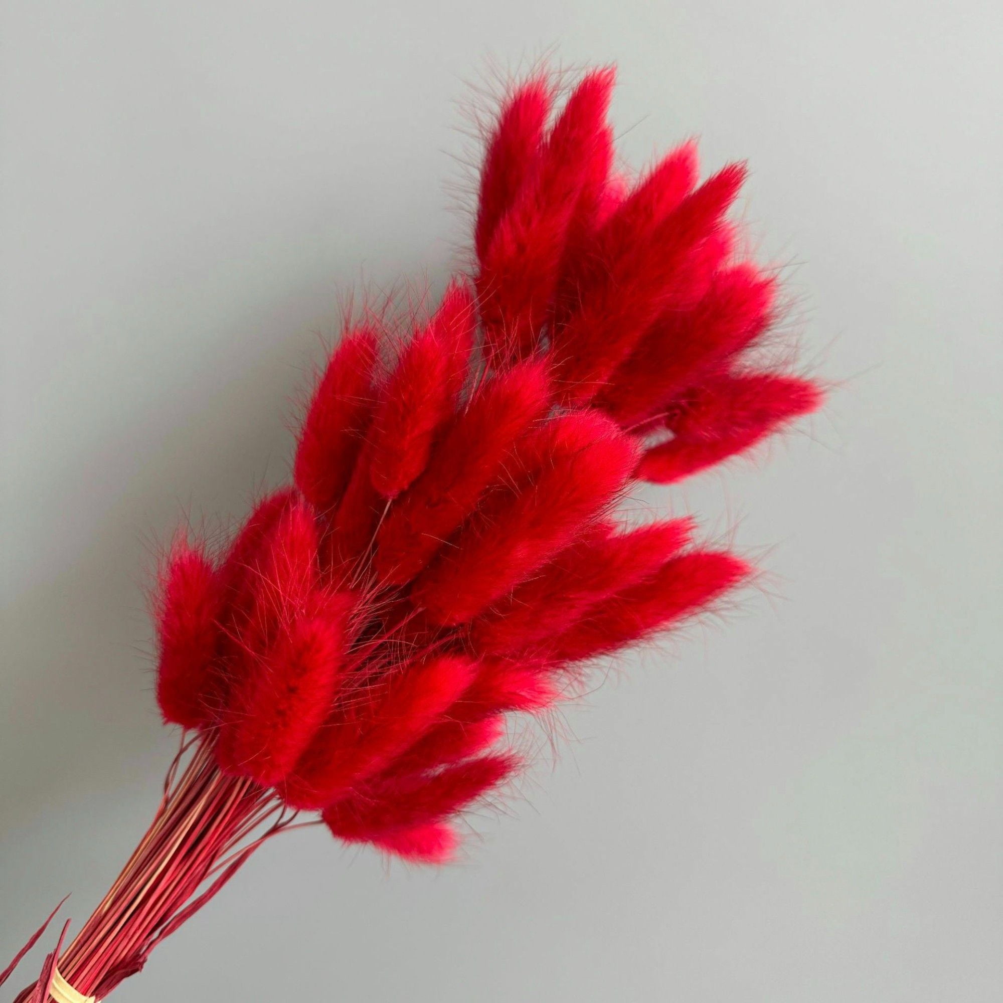 Dried Bunny Tail Grass Stems for Modern Home Decoration and Floral Arrangements, 23.5 Inches - Red