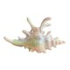 thumbnail image 1 of Pinzas para el pelo con forma de caracola. Pinzas grandes de 12,7 cm para cabello grueso. Accesorios de playa de verano para mujer. Elegante joyería para ella, 1 of 7
