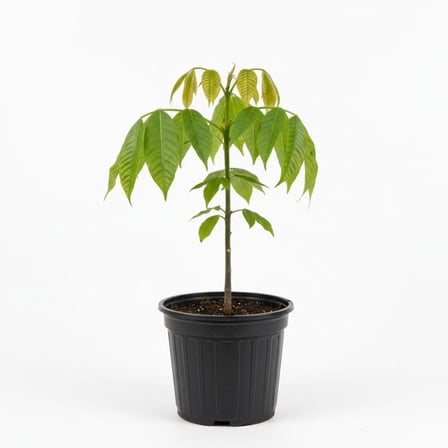 Set 2 Pawpaw Live Plant 6-12 Inches Tall, Edible Fruit Tree for Home Gardens, Pawpaw Plant Live for Garden Patio