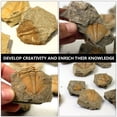 thumbnail image 3 of CNKOO 2Pcs Trilobite Fossil Paleontology Fossil Fun Science Ornaments Teaching Props, 3 of 7
