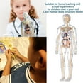 thumbnail image 6 of Neorosiri 29-Piece Clear Human Body Structure Model - Removable Organs and Bones for Interactive Anatomy Learning and Exploration, 6 of 6