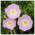 thumbnail image 3 of Everwilde Farms 2000 Showy Evening Primrose Flower Seed, 3 of 5