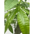 thumbnail image 2 of Money Tree Stump, Pachira aquatica, in 6 inch Pot, 2 of 7