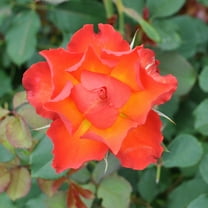 Own-Root One Gallon Sunrise At Heirloom Shrub Rose by Heirloom Roses
