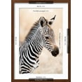 thumbnail image 5 of Art.com Close-Up of a Burchell's Zebra (Equus Burchelli), Ngorongoro Crater, Ngorongoro, Tanzania Photographic Print, Brown Frame Wall Art, 17" x 23", 5 of 5