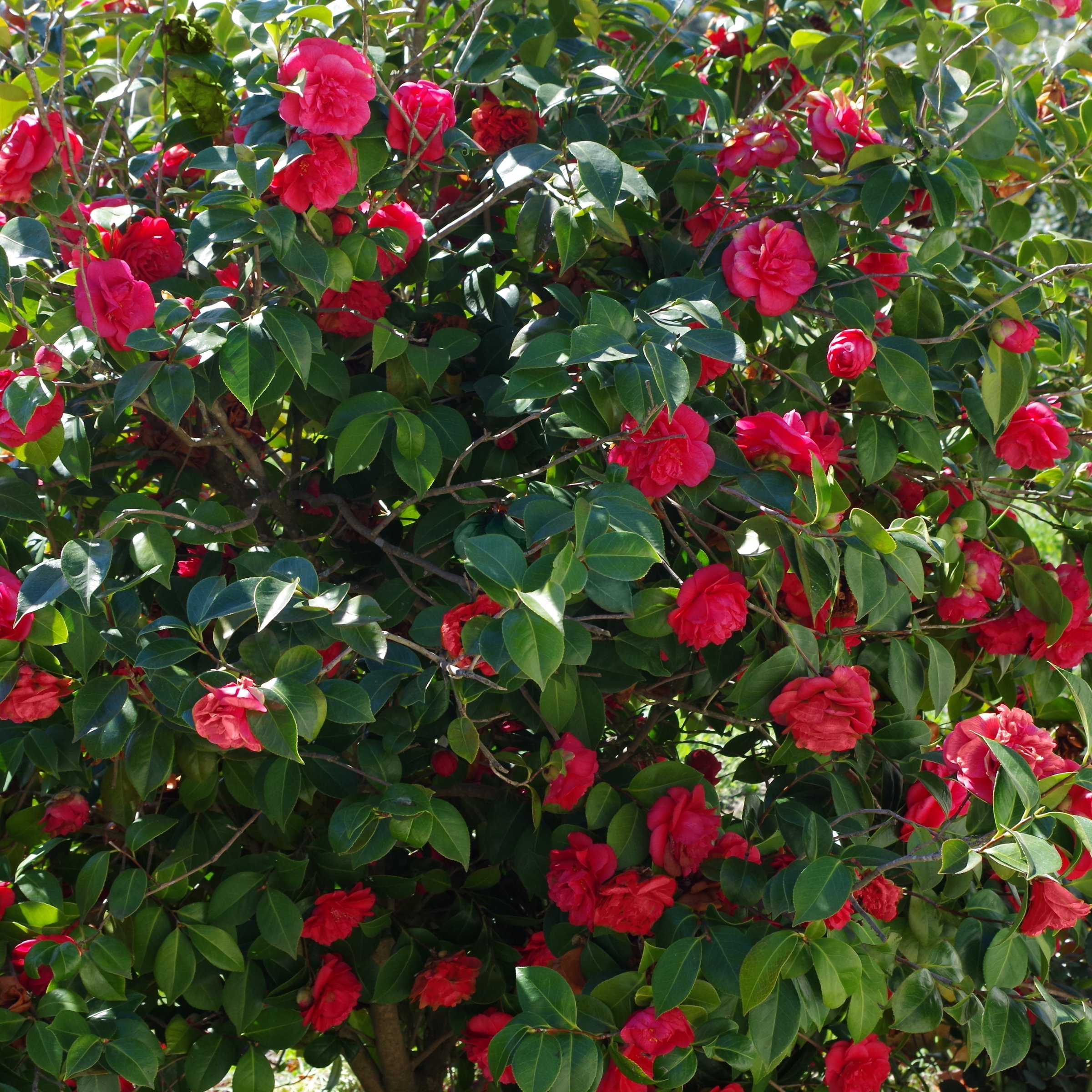National Plant Network 1 gal. Camellia Japonica April Tryst Shrub