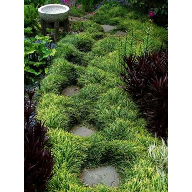 Classy Groundcovers Mondo Grass Monkey Grass Lilyturf Japanese Snake S Beard Kyoto Compactus Mondo Grass 25 Pots 3 1 2 Inch Square Walmart Com Walmart Com
