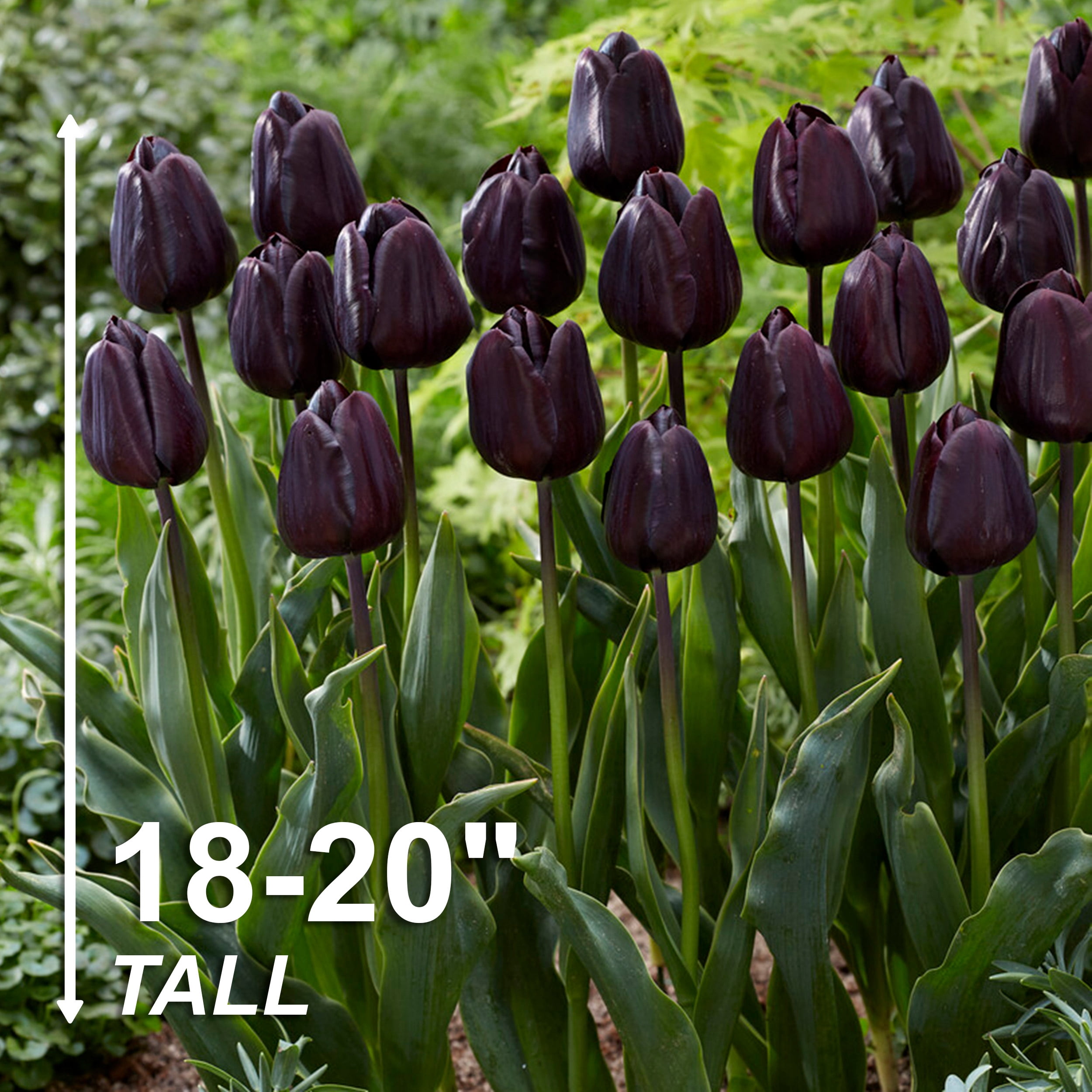 Garden State Bulb Hybrid Black Nightmare® Single Late Tulip Bulbs, 12/+ cm (Bag of 5)