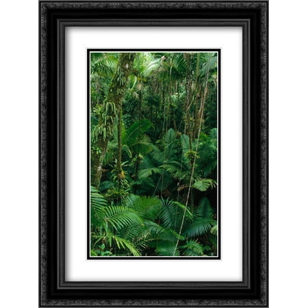 Sierra Palm trees in tropical rainforest, El Yunque National Forest, Puerto Rico 2x Matted 18x24 Black Ornate Framed Art Print by Ellis,