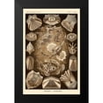 thumbnail image 2 of Haeckel, Ernst 11x14 Black Modern Framed Museum Art Print Titled - Haeckel Nature Illustrations: Teleostei, bony Fishes - Sepia Tint, 2 of 5